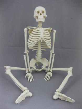 skelejr-313x419 1/2 scale skeleton